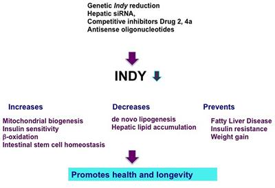 INDY—A New Link to Metabolic Regulation in Animals and Humans